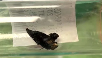 תינוקת בסכנת חנק הובהלה לביה"ח: הרופים גילו שבלעה ג'וק