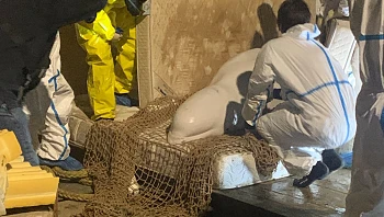 סוף עצוב: בצרפת הרדימו את הלוויתן שנתקע בנהר הסן