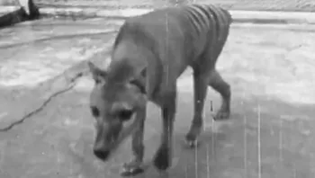 מאה שנים לאחר שנכחד: מדענים מתכננים "להחיות" נמר טזמני