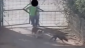 גל נטישות הכלבים: "אין כסף לאוכל לילדים - למה שיהיה לבע"ח?"