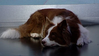 רוכבת על סקייטבורד ומנשקת את בני המשפחה: הכירו את הכלבה החכמה בישראל