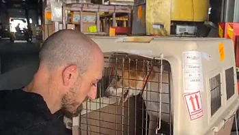 מהנגב עד לקנדה: המסע של 25 כלבים לחוות החלומות