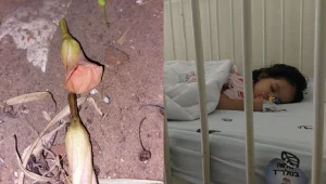 ליד גן הילדים: בת שנתיים הכניסה פרח לפיה - והובהלה לבית חולים
