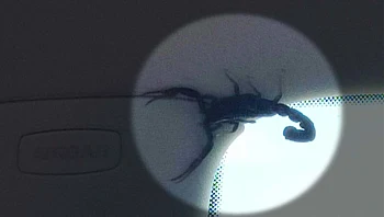 תיעוד מלחיץ באמצע נסיעה - הנהגת הבחינה בעקרב: "הזמנתי לוכד נחשים"