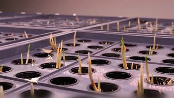 זעפרן התבלין היקר בעולם – פיתוח ישראלי מתכנן לשבור את השוק