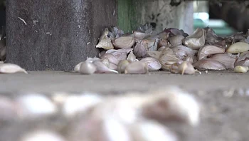 מהומה רבה על שום דבר: החקלאים הישראלים לא מגדלים יותר שום