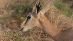 הספירה השנתית: האם הצבי הארצישראלי בסכנת הכחדה?