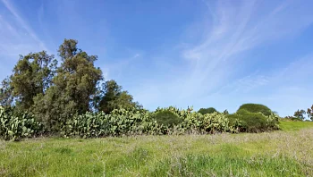 אחרי יותר משבועיים: התחממות ניכרת בכל חלקי הארץ | התחזית