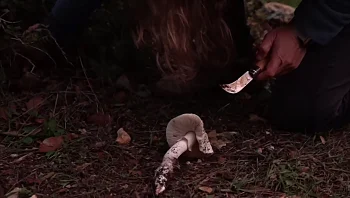 זהירות, פטריות: אחרי שני מקרי הרעלה - מה מותר ואסור לקטוף?