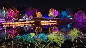 באנו חושך לגרש - 7 המלצות מוארות לכבוד החנוכה