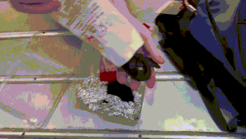 בתוך גרביים וקופסאות אוכל: נתפס מבריח זוחלים בנתב"ג