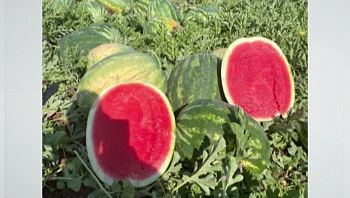 מתוק יותר ומוקדם הרבה יותר: האבטיח שאתם חייבים לטעום