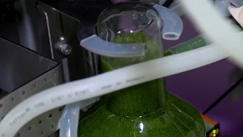 תרד וכוסברה בביס אחד: הפיתוח שישנה את האופן שאוכלים ירקות