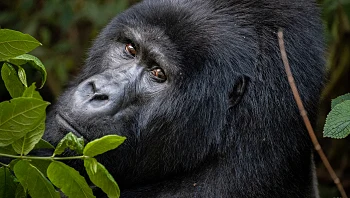 המדינה המדהימה בה תפגשו מקרוב מגוון עצום של חיות בר