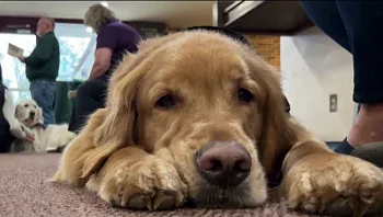 בעקבות הטבח בארה"ב: כנסייה הביאה עשרות כלבים לאונ' מישיגן