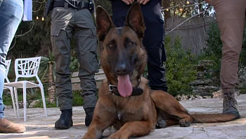 כלבתו של הלוחם נגנבה למזרח י-ם - וחולצה: "אושר שאי אפשר להסביר"