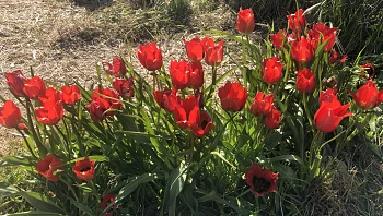 מרבדי פריחה מרשימים: מסלול הטיול שלא כדאי לפספס השבוע