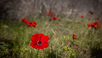 התחזית: עלייה ניכרת בטמפרטורות; בסופ"ש - קר מהרגיל