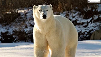 יום דובי הקוטב הבינלאומי - הצלמת שפגשה מקרוב את בעל החיים המרתק