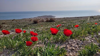 התחזית: אביבי ונוח ברוב הארץ, לקראת שרב בסופ"ש