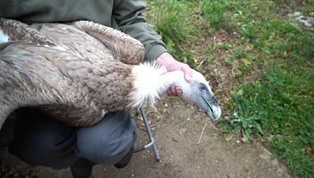 המבצע המיוחד בכרמל להצלת הנשר שהורעל
