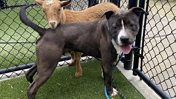 "חברים הכי טובים": עיזה וכלב מחפשים בית חם ביחד