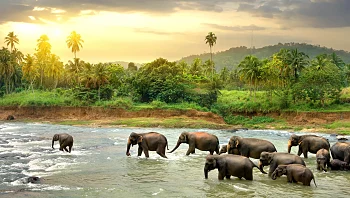 בקרוב: טיסות ישירות מישראל לסרי לנקה וגואה