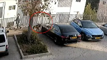 הכלב הטיל מימיו על המרצדס - בעלי הרכב תבע ויקבל פיצוי בסך 200 שקלים