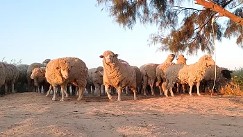 עם רשימת קניות? 50 כבשים ברחו מאחו - ונכנסו לסופרמרקט הקרוב