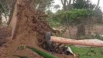 תיעוד: עץ קרס על חצר משחקים בגן ילדים בבית קמה, אין נפגעים