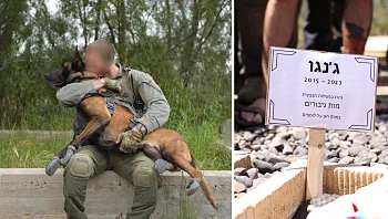 הכלב "ג'אנגו", שנהרג בשכם, נטמן; תיעוד: הפעולה ממצלמת הקסדה