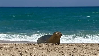 עדיין איתנו: כלבת הים יוליה נצפתה באזור חוף פלמחים