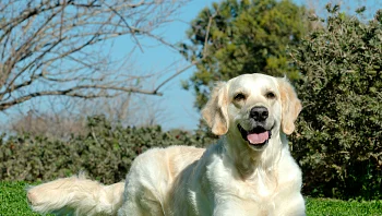 "חושבים שמכירים את הכלב": כך תבינו את בע"ח שלכם יותר טוב