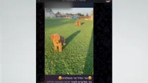 השוק השחור של כלבי הכיס: כך נסחרים ברשת כלבים באלפי שקלים