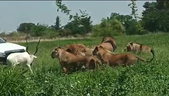 נשיונל גיאוגרפיק ברמת גן: האנטילופה נכנסה לכלוב האריות והפכה לטרף