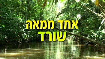 אחד ממאה שורד - הצבים הגדולים של קוסטה ריקה