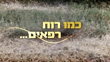כמו רוח רפאים - המרדף אחרי כלבי הפרא האחרונים