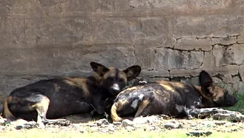 אורח במאורה - מפגש עם זאבים טלואים בקניה