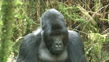 דמעות ביער גשם - מסע לרואנדה