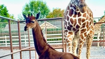 יחידה במינה: ג'ירפה ללא כתמים נולדה בגן חיות בטנסי