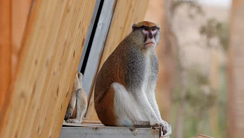 להתגנב כמו נמר ולצוד כמו זאב  - פארק חיות חדש יפתח בבאר שבע