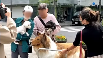 הוציא 15 אלף דולר כדי להפוך לכלב וכלבים לא רוצים לשחק איתו