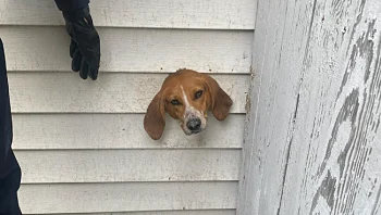 הכלב הסקרן הזה נקלע לתאונה מוזרה אבל לסיפור הזה יש סוף טוב
