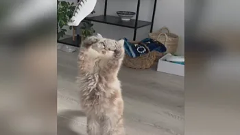 "תחסני אותו, נגדל אותו": עמית שלח לארוסתו חתול באמצע המלחמה