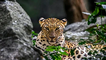 אסון בגן החיות: גופת גבר נמצאה בכלוב הנמרים