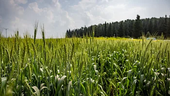התחזית: שמשי אך עם רוחות חזקות, בסופ"ש - התחממות