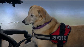 העמותה שמסייעת למתמודדים עם פוסט טראומה בעזרת כלבים