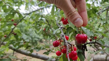 המתיקות שאחרי: החלה עונת קטיף הדובדבנים ברמת הגולן