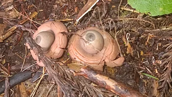 מצא "זוג עיניים" בחצר האחורית שלו ונדהם לגלות את האמת