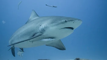 כריש נצפה בתל אביב: חוף הצוק הצפוני והדרומי נסגרו לרחצה